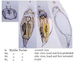 Mytilia tavina - Original description image