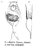 Mytilia teresa - Original description image