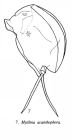 Mytilina acanthophora