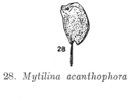 Mytilina acanthophora