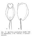 Mytilina acanthophora