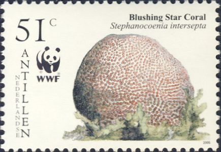 Stephanocoenia intersepta Stephanocoenia intersepta
