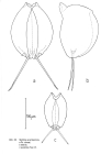 Mytilina acanthophora