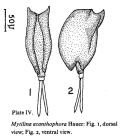 Mytilina acanthophora