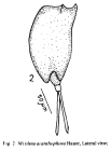 Mytilina acanthophora