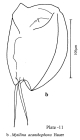 Mytilina acanthophora