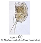 Mytilina acanthophora