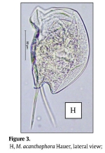 Mytilina acanthophora