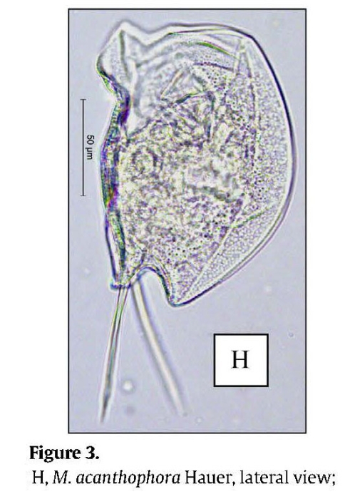 Mytilina acanthophora Mytilina acanthophora
