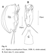 Mytilina acanthophora