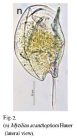 Mytilina acanthophora