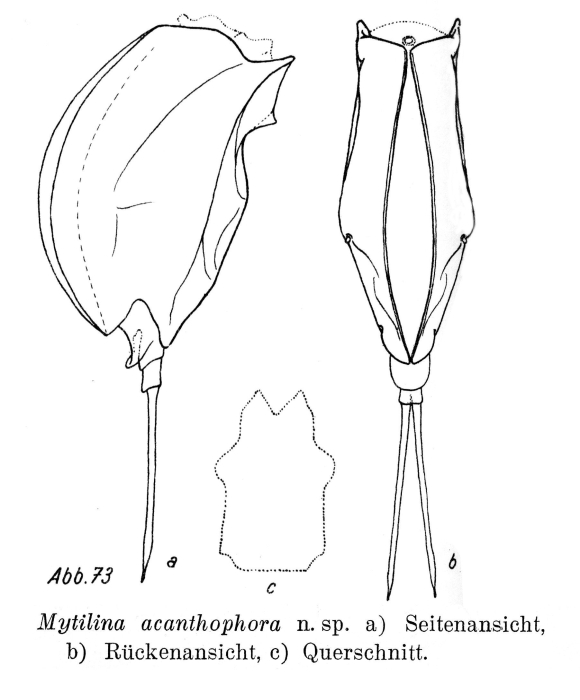 Mytilina acanthophora - Original description image