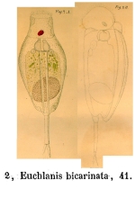 Mytilina bicarinata