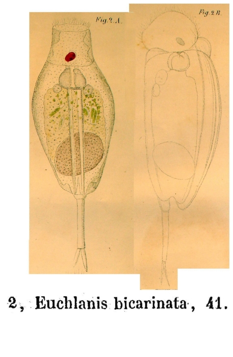 Mytilina bicarinata Mytilina bicarinata