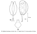 Mytilina bicarinata