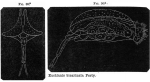 Mytilina bicarinata