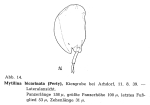 Mytilina bicarinata
