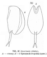 Mytilina bicarinata