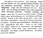 Mytilina bicarinata - Original description image