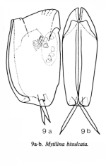 Mytilina bisulcata