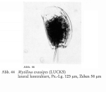 Mytilina bisulcata