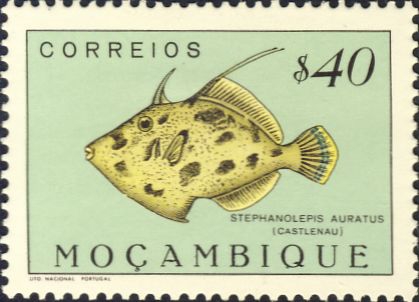 Stephanolepis auratus Stephanolepis auratus