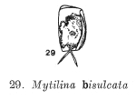 Mytilina bisulcata