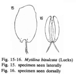Mytilina bisulcata