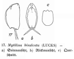 Mytilina bisulcata
