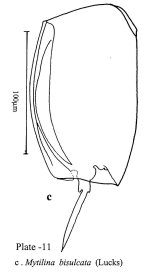 Mytilina bisulcata