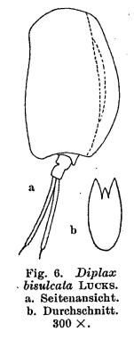 Mytilina bisulcata
