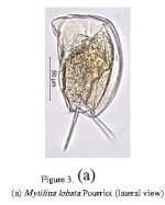 Mytilina bisulcata