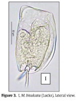 Mytilina bisulcata