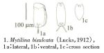 Mytilina bisulcata