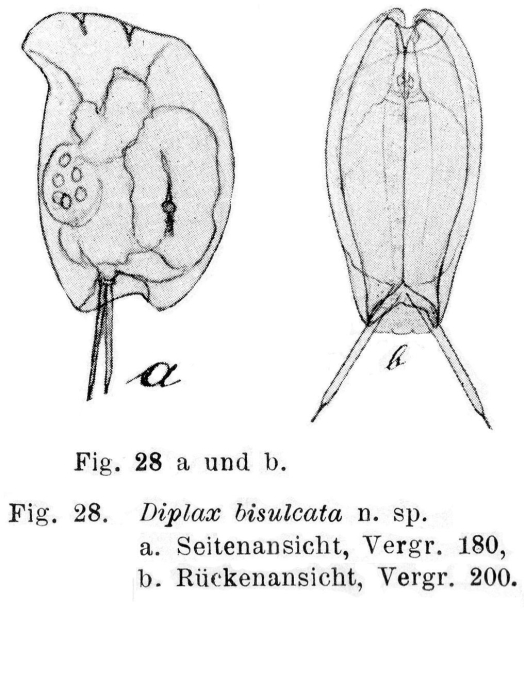 Mytilina bisulcata - Original description image