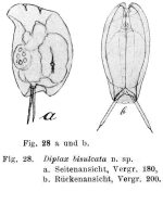 Mytilina bisulcata