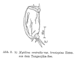 Mytilina brevispina