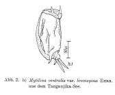 Mytilina brevispina