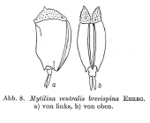 Mytilina brevispina