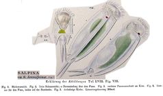 Mytilina brevispina