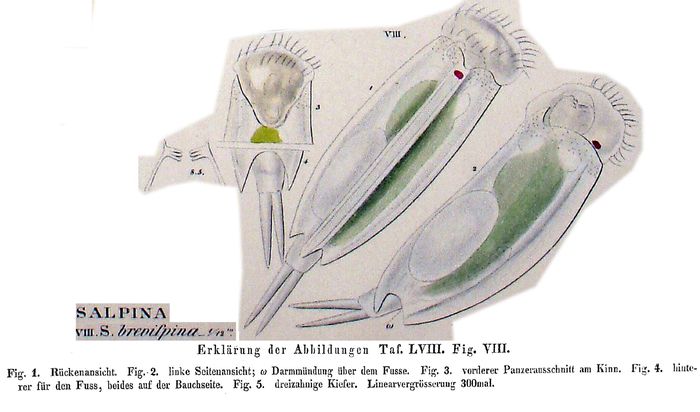 Mytilina brevispina Mytilina brevispina