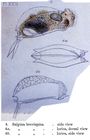 Mytilina brevispina