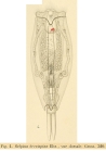 Mytilina brevispina