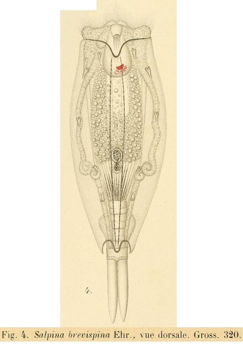Mytilina brevispina Mytilina brevispina