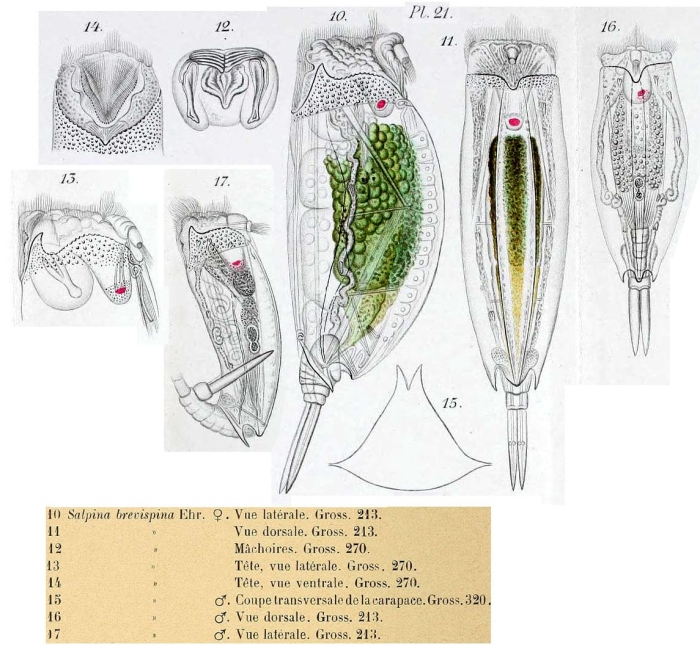 Mytilina brevispina Mytilina brevispina