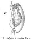 Mytilina brevispina