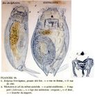Mytilina brevispina
