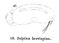 Mytilina brevispina