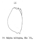 Mytilina brevispina