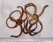 Ophiothrix fragilis (Abildgaard, in O.F. Mler, 1789) 